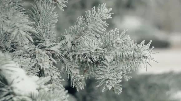 雪中的杉树枝背景上的人视频的预览图