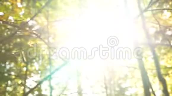 树枝晒松自然视频的预览图