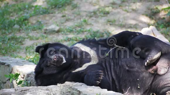 亚洲黑熊或西藏黑熊躺在地上放松高清特写视频的预览图