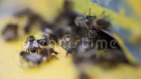 蜜蜂飞入蜂巢视频的预览图