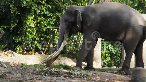 亚洲大象牛链在必须或必须在高清淘相机拍摄特写视频的预览图