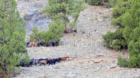 成群的羊在山上帕米尔塔吉克族视频的预览图
