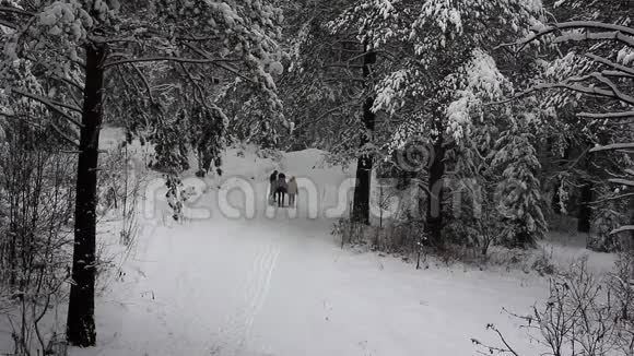 人们在冬天的树林里散步视频的预览图