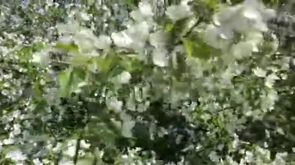 美丽的苹果树开着白花视频的预览图