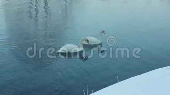 几只白天鹅在水上游泳寒冷的河流中的雾视频的预览图