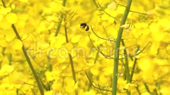 蜂飞在油菜田视频的预览图