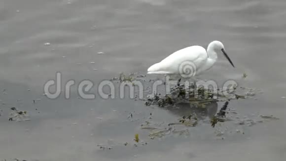 小白鹭在浅水威尔士海岸收费视频的预览图