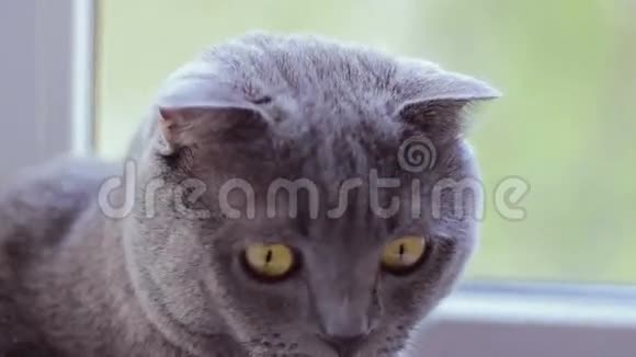 灰色的英国猫科动物坐在窗户上视频的预览图