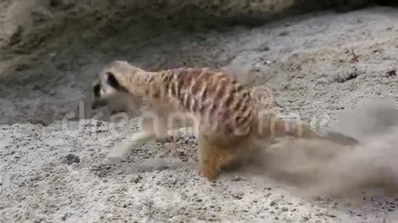 成年猫鼬挖沙视频的预览图