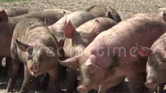 养猪场有很多猪视频的预览图