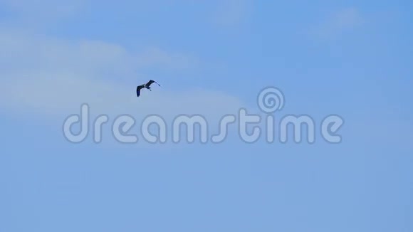 天空中飞翔的灰鹭鸟视频的预览图
