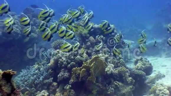 红海背景珊瑚水下蝴蝶鱼群视频的预览图