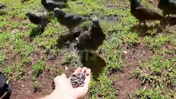 鸽子鸽子从一只手里吃种子夏日公园波夫视频的预览图