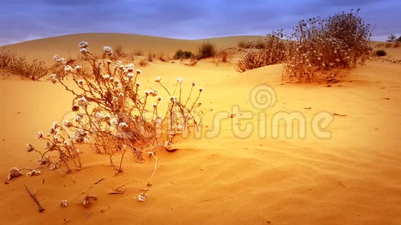 红色沙漠沙丘景观视频的预览图