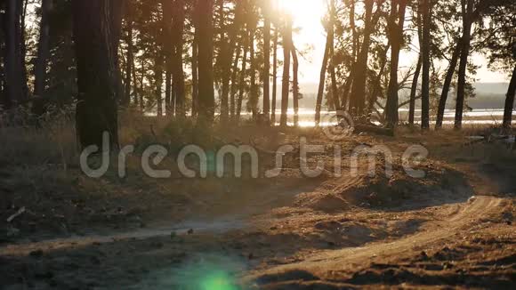树木松林剪影树木的生活方式在日落前被金色阳光照射阳光透过视频的预览图