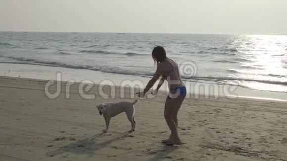 沙滩上的女孩和白狗4K视频的预览图