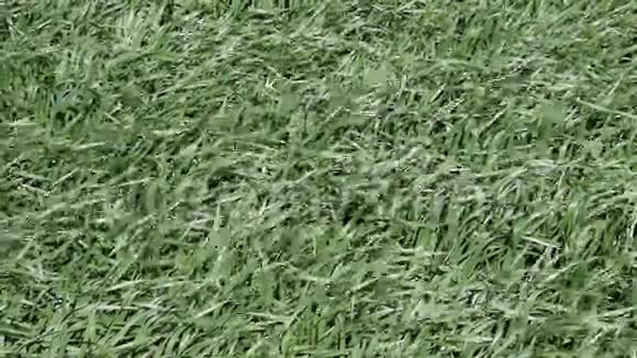 田野上的小麦子在风中摇曳的麦秆风在田野上视频的预览图