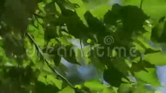 树叶随风飘扬的树枝背光视频的预览图