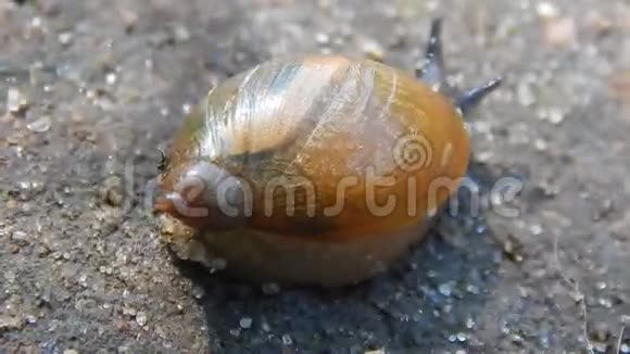 蜗牛在路上爬行留下一条小径视频的预览图
