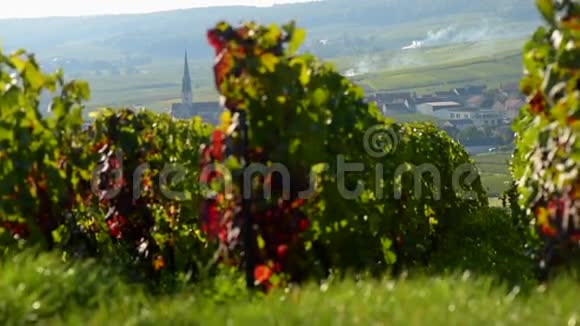 玛恩省蒙塔涅德赖姆地区的香槟葡萄园香槟阿登尼斯视频的预览图