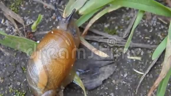 蜗牛在路上爬行留下一条小径视频的预览图