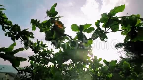 阳光从树叶流进来视频的预览图