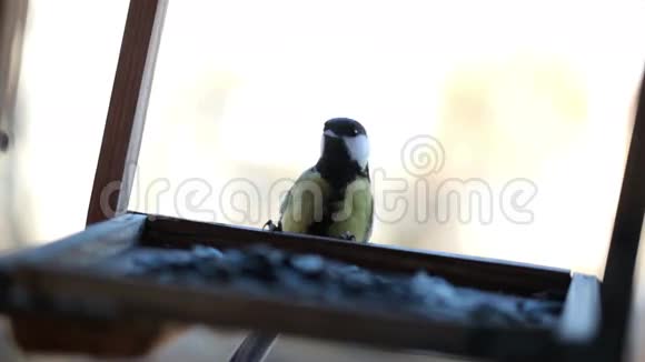 小鸟在喂食器里喂食视频的预览图
