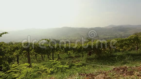 美丽的意大利山谷全景与葡萄园一匹小马吃葡萄全景图视频的预览图