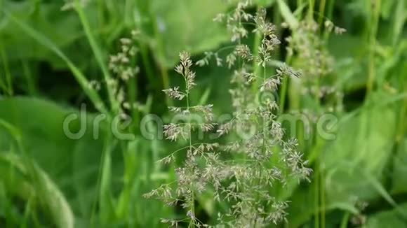 一种常见的草地草在一个田野里圆锥花序这种植物也被称为肯塔基蓝草视频的预览图