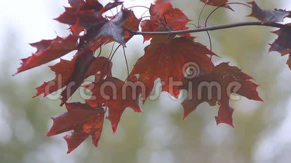 秋枫鲜红的枫叶在风中颤动视频的预览图