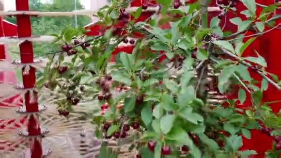 在种植园采摘樱桃视频的预览图