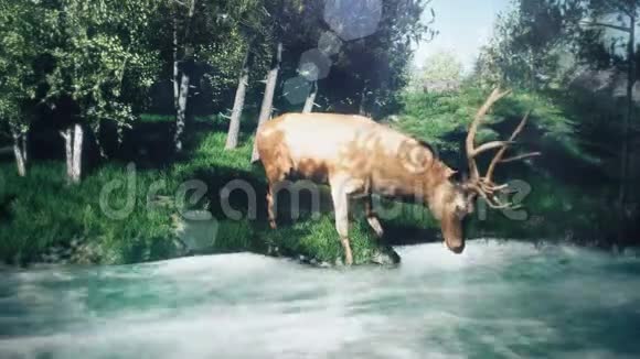 美丽的阳光明媚的春天森林和一只从小溪里喝水的鹿视频的预览图