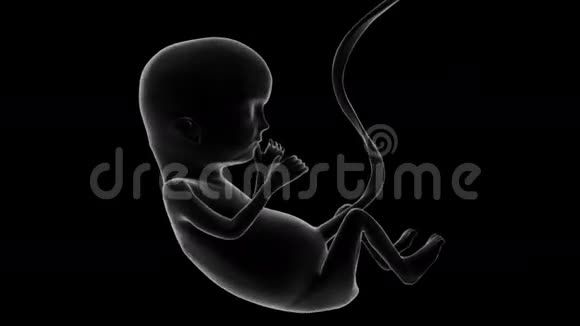 未出生婴儿x光视频的预览图