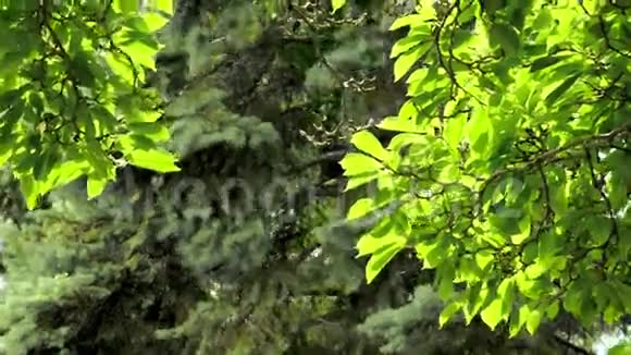 夏天的树视频的预览图
