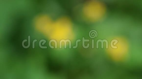 切利多姆马格斯大草兰的黄花视频的预览图