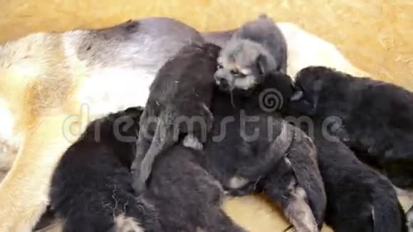 大型成年德国牧羊犬和小型幼犬视频的预览图