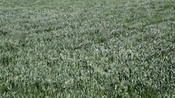 田野上的小麦子在风中摇曳的麦秆风在田野上视频的预览图