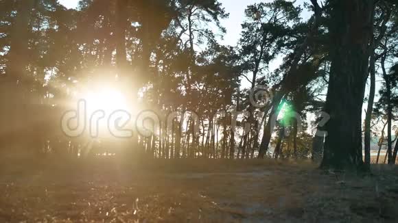 树林松林的生活方式剪影树木在日落前被金色阳光照射阳光透过视频的预览图
