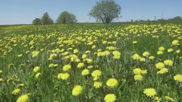 黄色的蒲公英花在田野的春天多利视频视频的预览图