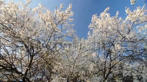 宁静的景象在春天绽放梅花视频的预览图