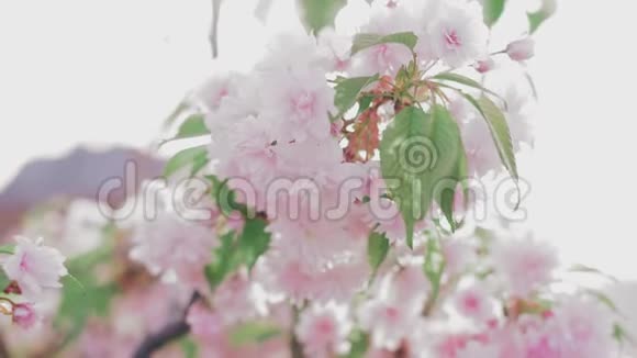 绽放粉色的日本樱枝视频的预览图