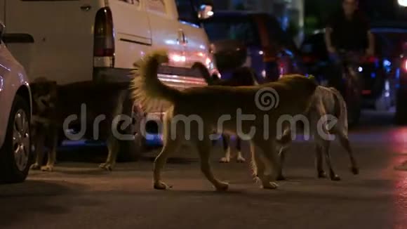 夜里街上三只流浪狗视频的预览图