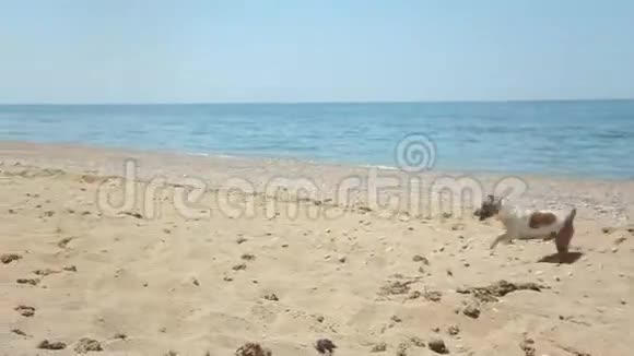 小可爱的男孩在海边的沙滩上奔跑视频的预览图