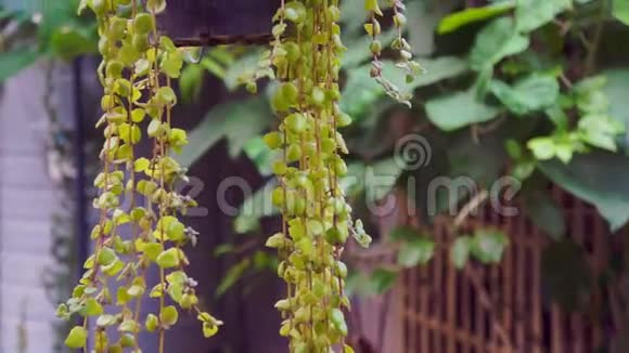 盆栽植物城市花园和房屋装饰的视频视频的预览图