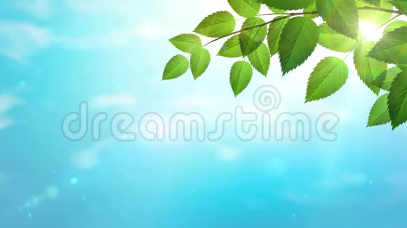 阳光明媚的背景自然的树枝绿叶和蓝天阳光和白云视频的预览图