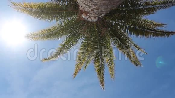 棕榈树蓝天和太阳节日的场景视频的预览图