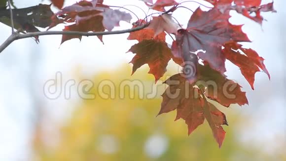 秋天的风景鲜红的枫叶在风中颤抖视频的预览图
