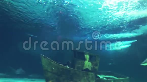 鲨鱼在水下游泳视频的预览图