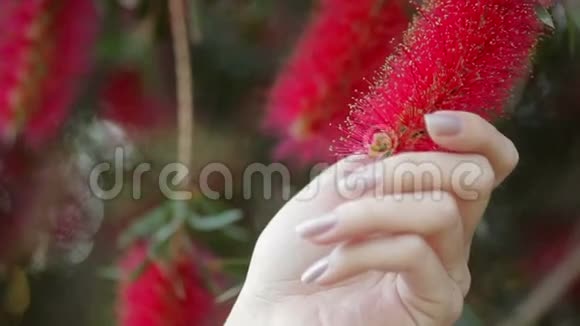 红花的瓶刷树视频的预览图