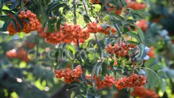 一个夏日的枝条上的罗文浆果视频的预览图